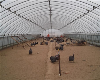 耕地上是否可建造四川養(yǎng)殖大棚？需要辦理什么手續(xù)？