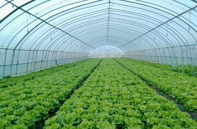四川蔬菜大棚廠(chǎng)家