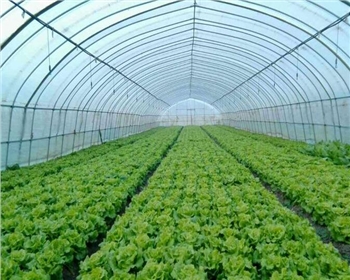 四川蔬菜大棚都有哪些種類，造價(jià)如何？
