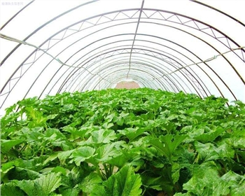 四川蔬菜大棚前期建設(shè)有什么標(biāo)準(zhǔn)嗎？