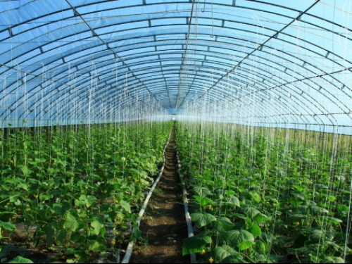 你還不知道的四川蔬菜大棚種植知識(shí)，這七點(diǎn)你必須知道！