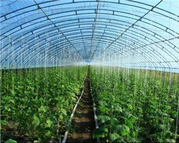 你還不知道的四川蔬菜大棚種植知識(shí)，這七點(diǎn)你必須知道！